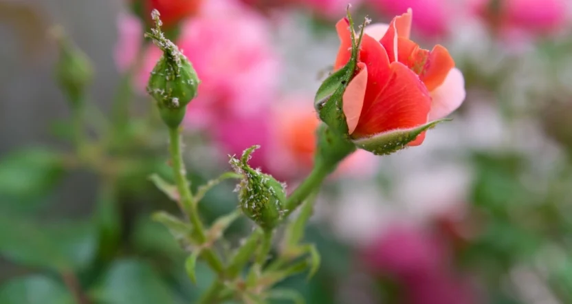 come eliminare gli afidi dalle rose in modo naturale
