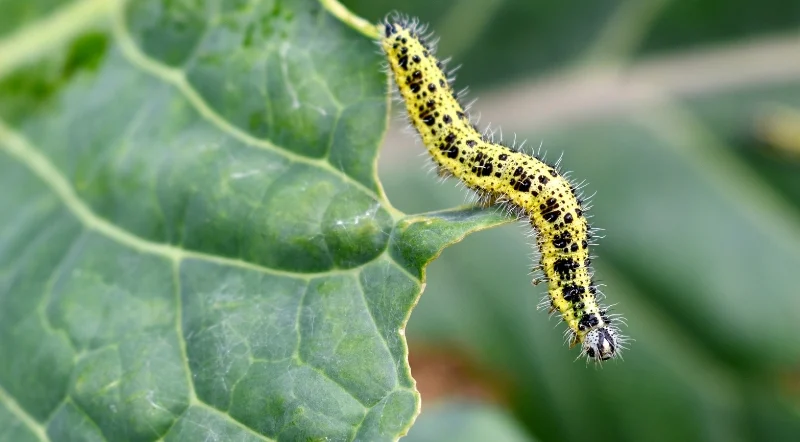 Bruco della cavolaia su foglia di cavolo – come eliminare la cavolaia in modo naturale