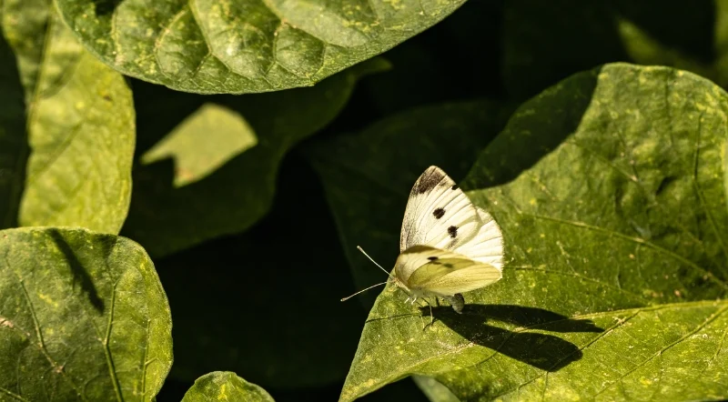 Farfalla adulta della su pianta di cavolo.