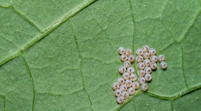 Farfalla adulta della cavolaia su pianta di cavolo – come eliminare la cavolaia e impedirle di deporre le uova