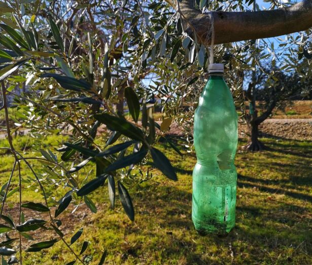 come fare la trappola per la mosca dell'olivo guida completa