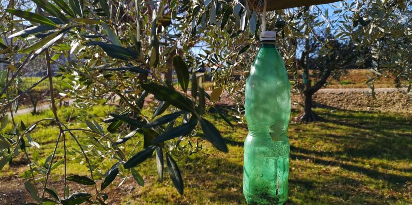 come fare la trappola per la mosca dell'olivo guida completa