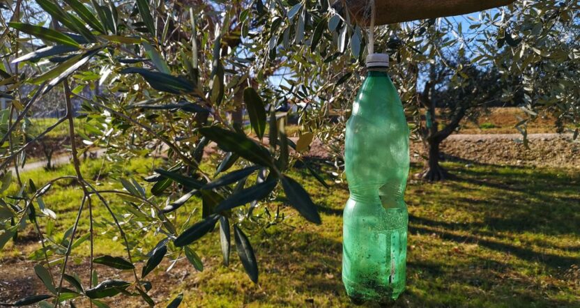 come fare la trappola per la mosca dell'olivo guida completa