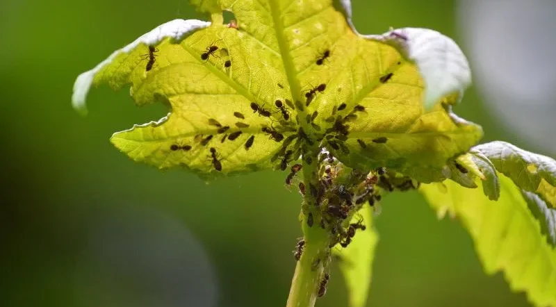 formiche sulle foglie delle piante attirate dalla melata