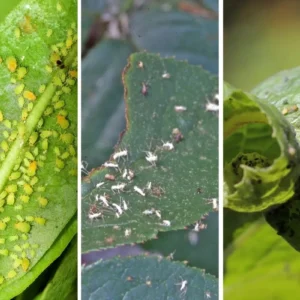 Come prevenire gli afidi nell'orto