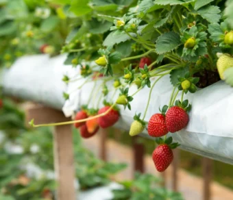 Concime BIO per Orto e Frutta - per ortaggi sani