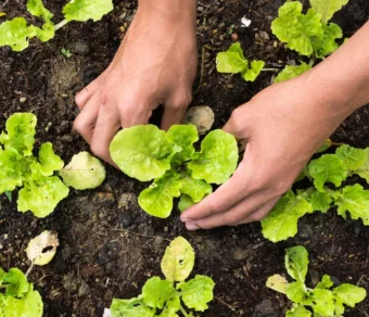 Concime BIO per Orto e Frutta - per ortaggi sani