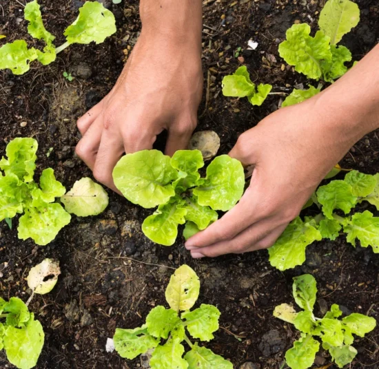 Concime BIO per Orto e Frutta - per ortaggi sani