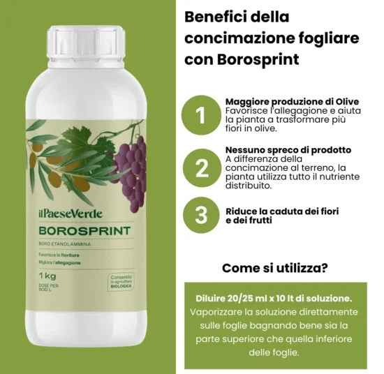 Concime fogliare Olive Borosprint - Aumenta la produzione di Olive