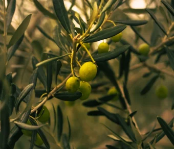 Concime fogliare Olive Borosprint - Aumenta la produzione di Olive