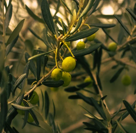 Concime fogliare Olive Borosprint - Aumenta la produzione di Olive