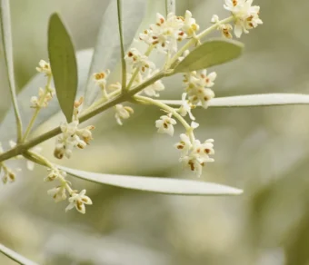 Concime fogliare Olive Borosprint - Aumenta la produzione di Olive