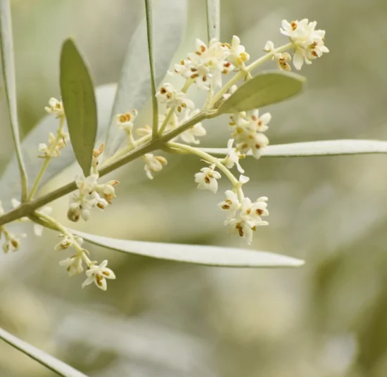 Concime fogliare Olive Borosprint - Aumenta la produzione di Olive
