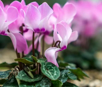 Concime universale Liquido - Il Paese Verde per Piante Sane