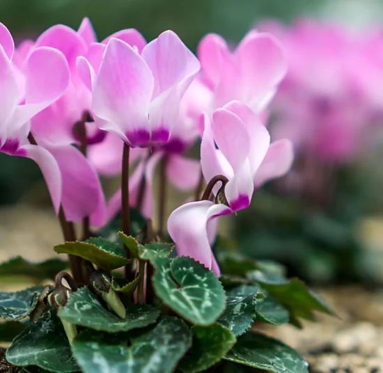 Concime universale Liquido - Il Paese Verde per Piante Sane