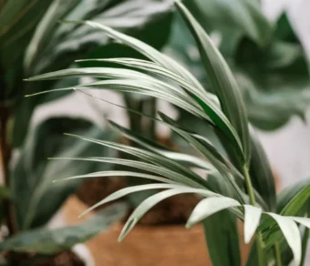 Concime universale Liquido - Il Paese Verde per Piante Sane