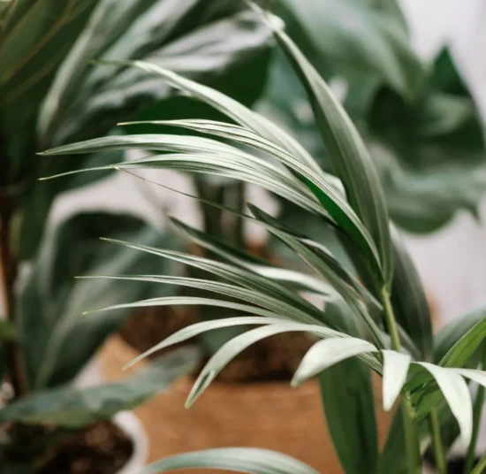 Concime universale Liquido - Il Paese Verde per Piante Sane