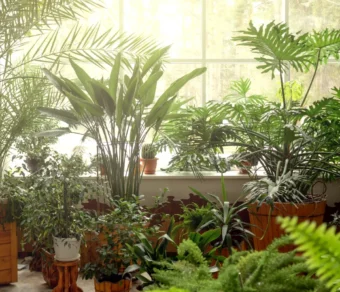 Concime universale Liquido - Il Paese Verde per Piante Sane