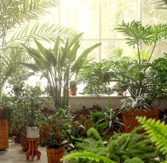 Concime universale Liquido - Il Paese Verde per Piante Sane