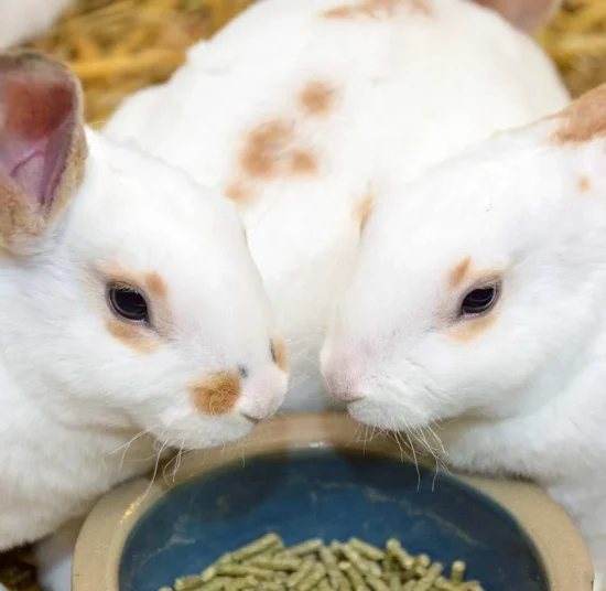 Mangime per conigli da allevamento per alimentazione equilibrata