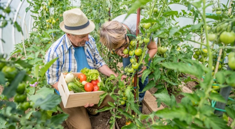 coppia di anziani che raccolgono pomodori dal proprio orto