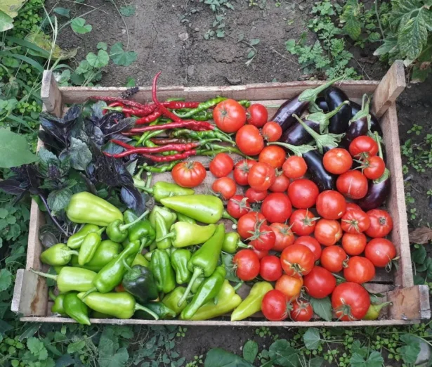 cosa seminare a marzo