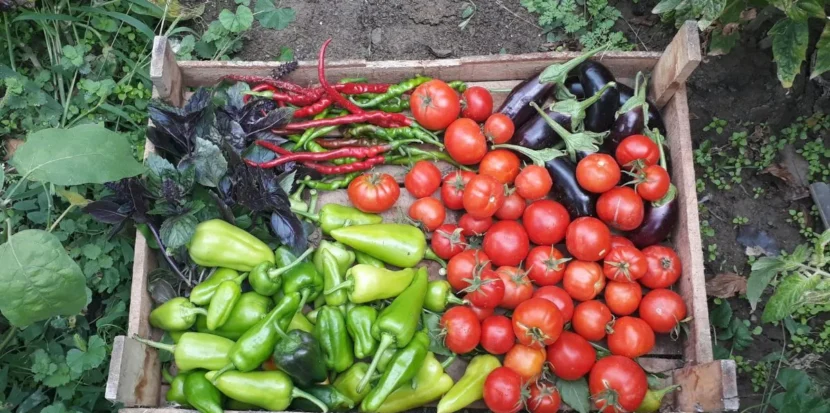 cosa seminare a marzo