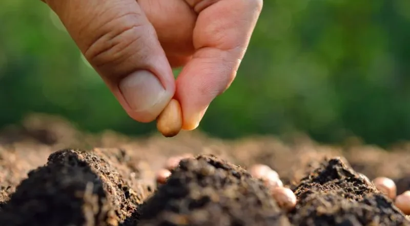 cosa seminare a marzo in piena terra