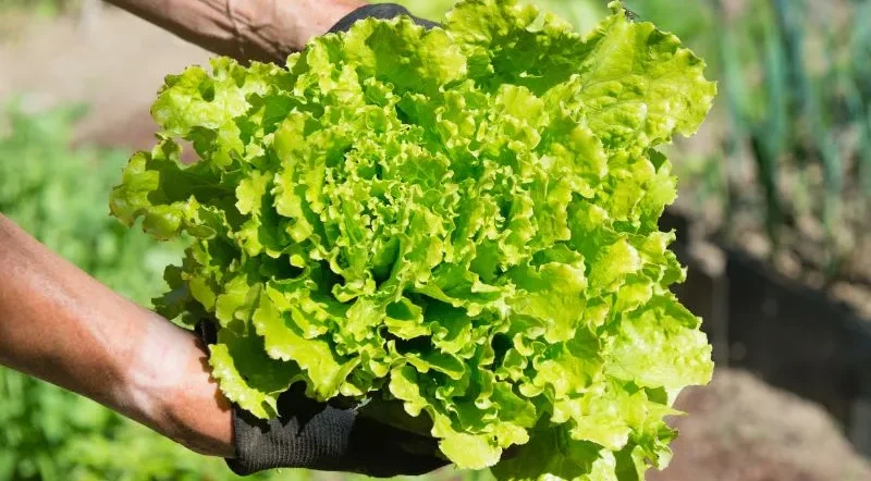 cosa seminare a marzo? Le insalate!