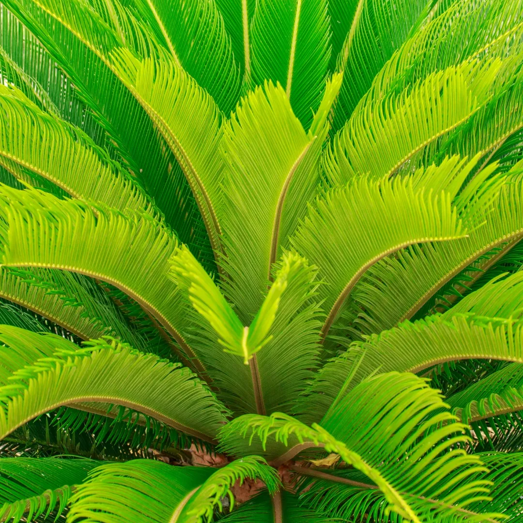 FLORTIS CONCIME IN PELLET CYCAS E PIANTE TROPICALI 1KG- BIA Home & Garden - Foto 3