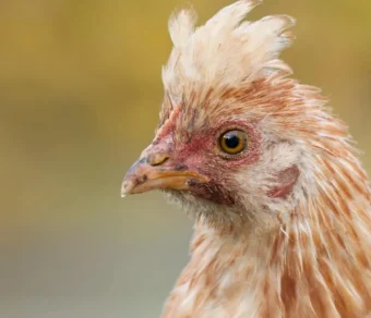 Gallina Sulmtaler
