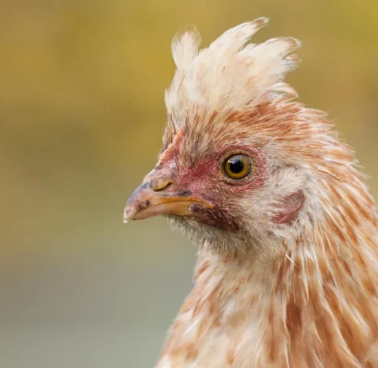 Gallina Sulmtaler