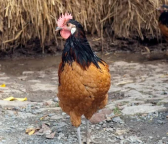 Gallina Vorwerk