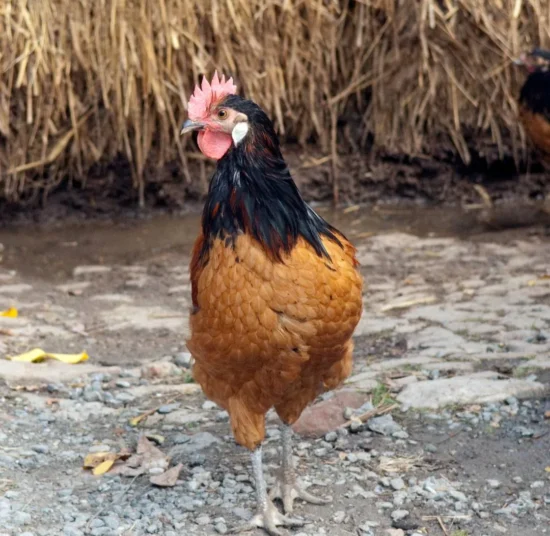 Gallina Vorwerk