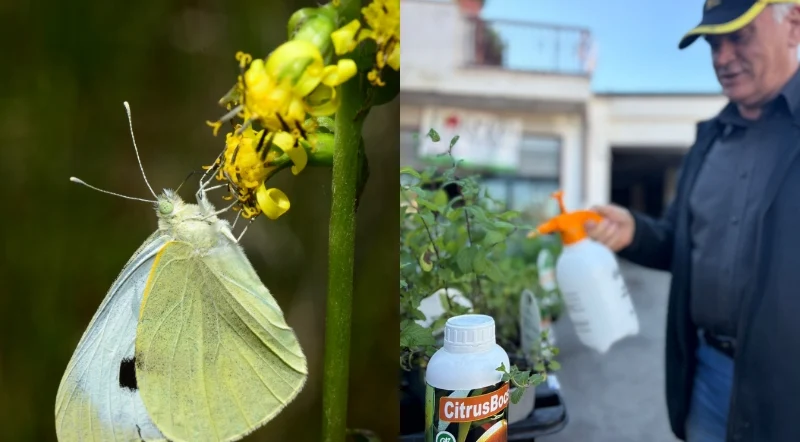 Trattamento biologico contro gli insetti del cavolo