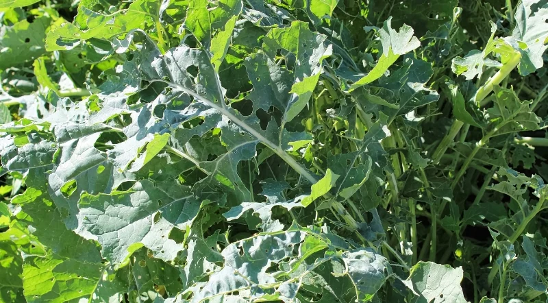 Foglie di cavolo gravemente danneggiate dalla cavolaia