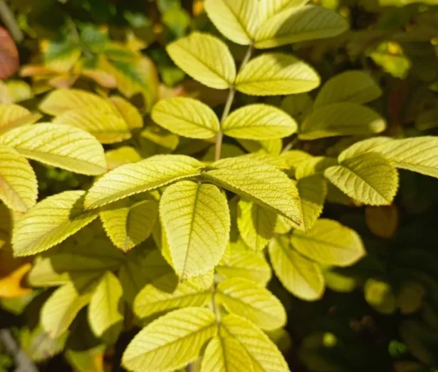 foglie gialle limone cosa manca