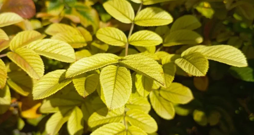 foglie gialle limone cosa manca