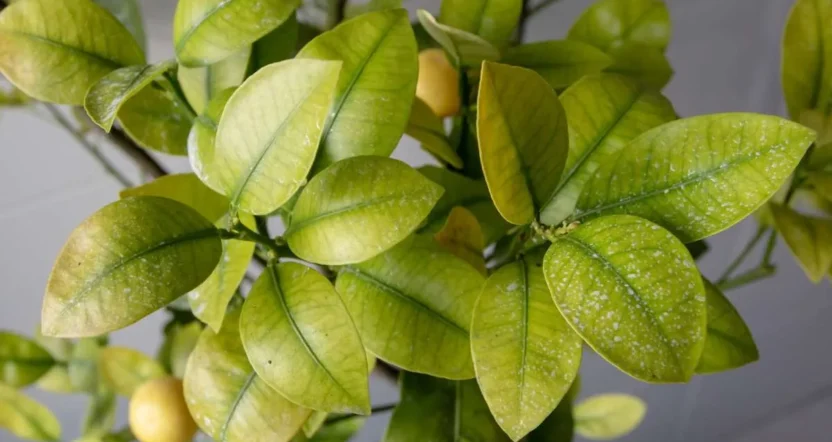 foglie gialle limone cosa manca