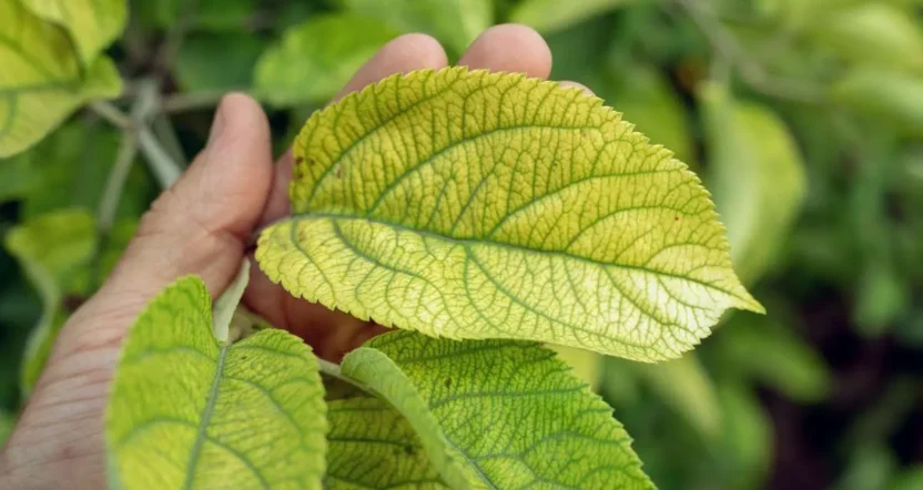 clorosi ferrica delle foglie limone gialle cosa manca