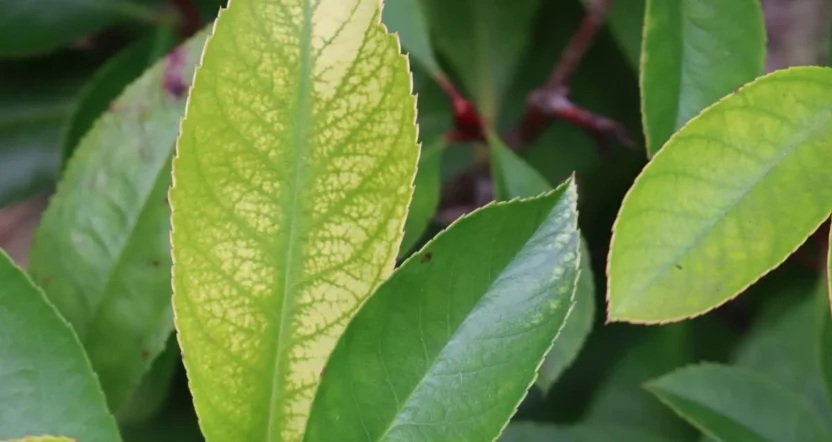 foglia gialla del limone e foglia sana