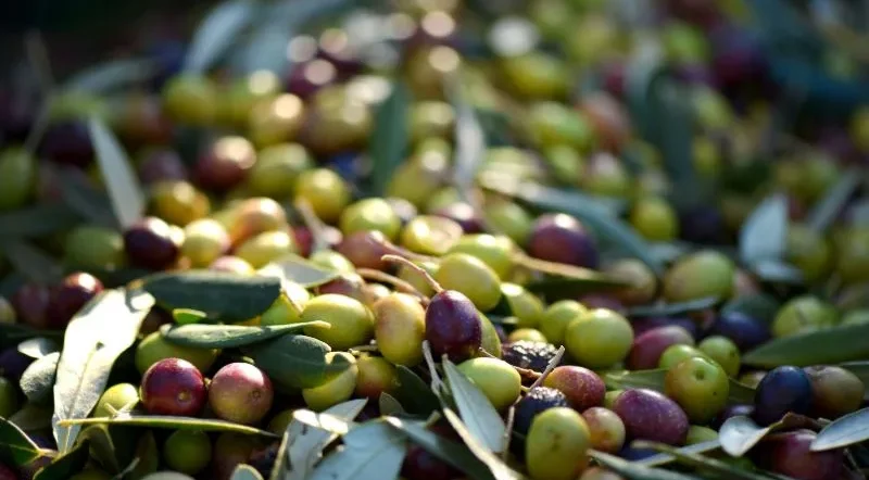 Olive sane per prevenire la cascola dell’olivo.