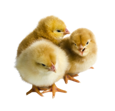 Pulcini Femmine 15 giorni