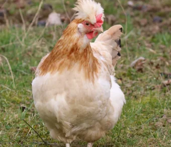 Gallina Sulmtaler