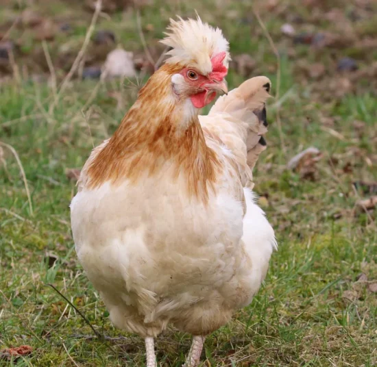 Gallina Sulmtaler