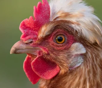 Gallina Sulmtaler