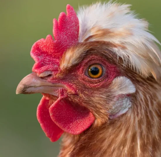 Gallina Sulmtaler