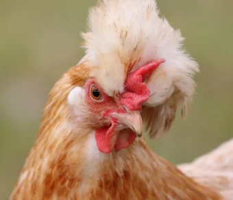 Gallina Sulmtaler