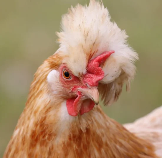 Gallina Sulmtaler