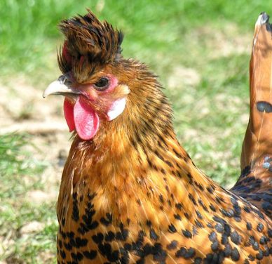 Gallina Appenzeller